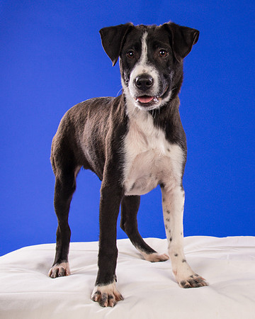 Foster Rascal-2409