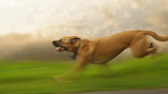 Roxy Running10_001
