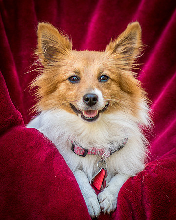 Foster Brandi-3287