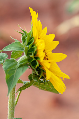sunflowers-2121
