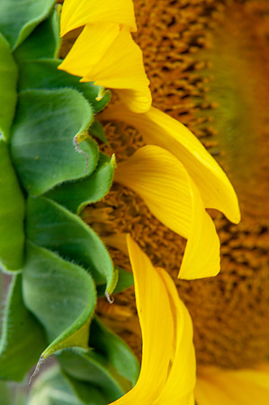 sunflowers-1971