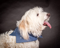 Foster Frosty-0546