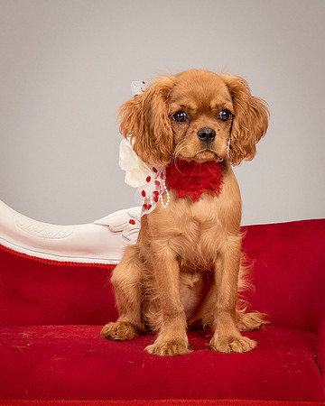 Charlie -4327
