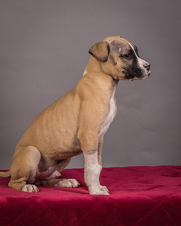 Foster Barnabas-4538