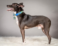 Foster Luc-5043
