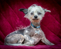 Foster Freckles-5354
