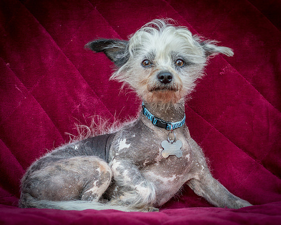 Foster Freckles-5354