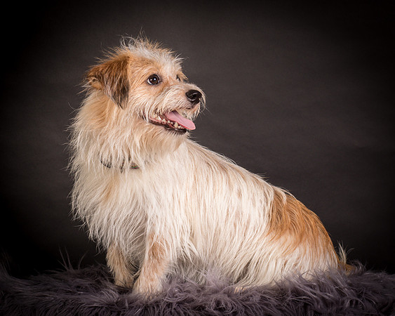 Foster Tiny-1229