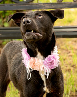Darlington - Daisy-8683