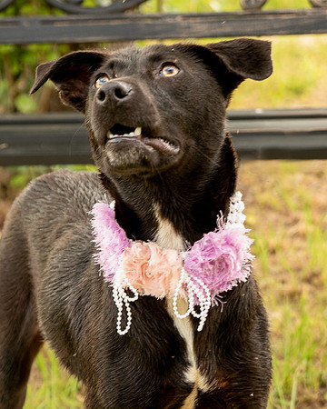 Darlington - Daisy-8683