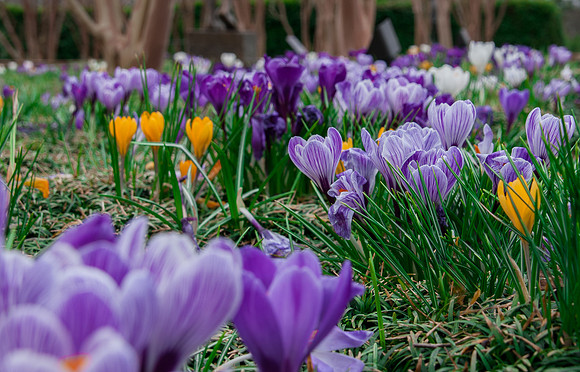 Flower Purple Crocus2-0695