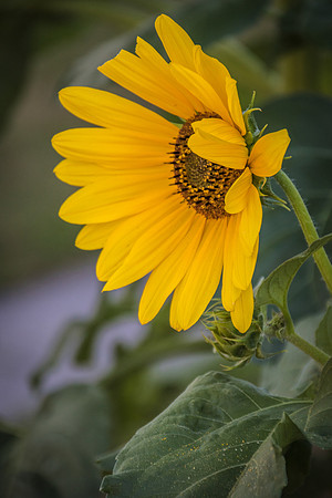 sunflowers-1957
