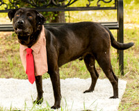Darlington - Louie-8807
