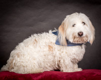 Foster Frosty-0553