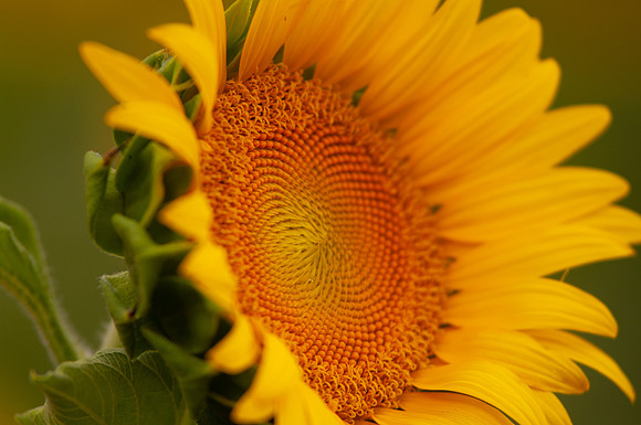 sunflowers-8348