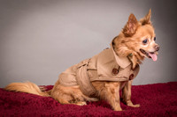 Foster Pancho-9513