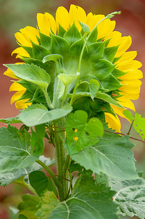 sunflowers-8748