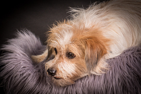 Foster Tiny-1273