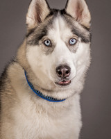 GCSPCA - Foster Aspen