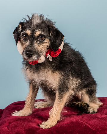 Foster Triscuit-5516