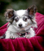 Foster Anouk-8698
