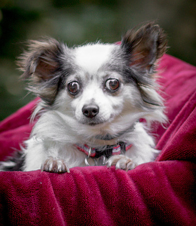 Foster Anouk-8698
