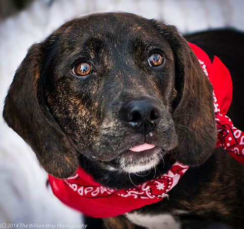 Foster Boscoe-9551