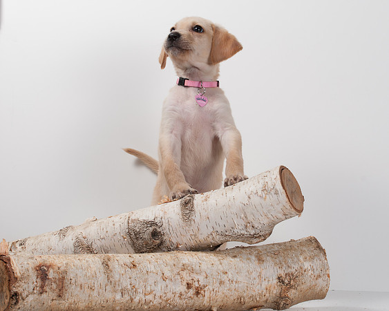 GCSPCA BB-6168