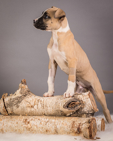 Foster Barnabas-4563