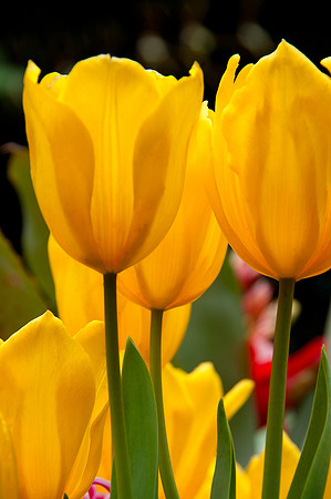 Flower yellow tulips-0139