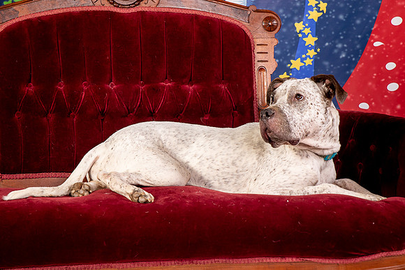 Foster Sylvester-0953
