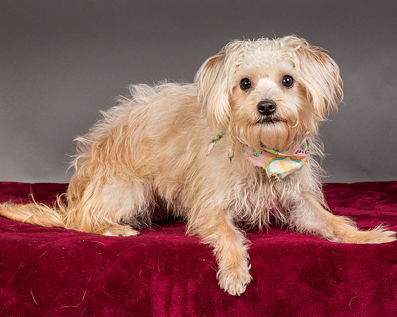 Foster Henrietta-8395