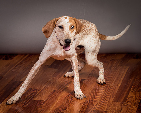 Foster Memphis-3132