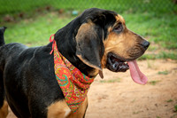 06. Jethro Bloodhound