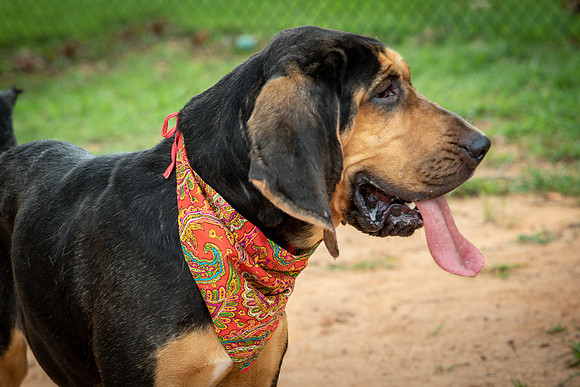 Jethro-0850