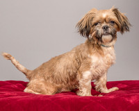 Foster Toffee-4585