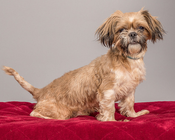 Foster Toffee-4585