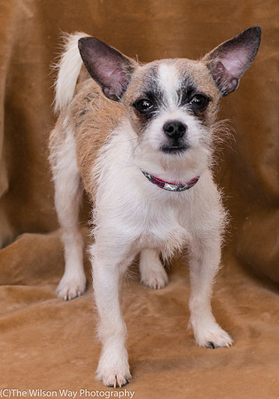 Foster Gordie-9473