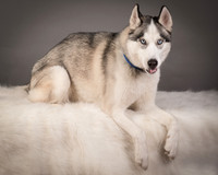 Foster Aspen-7603