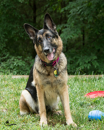 gretchen 4-9051