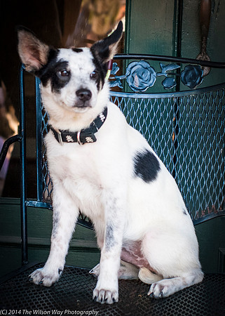 Foster Oliver-8984
