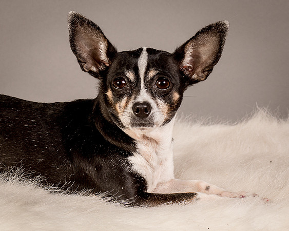 Foster Justice-4643