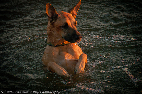 Roxy dashing through the water-1042