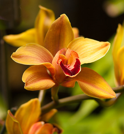 flowers-9140