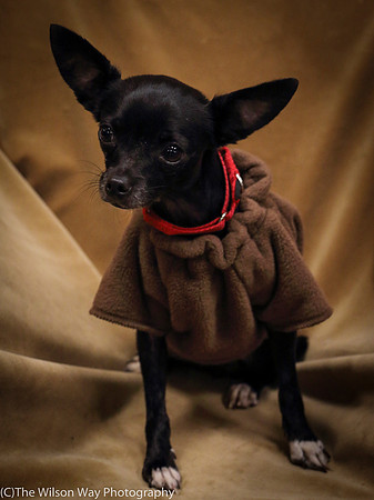 Foster Twiggy-1148