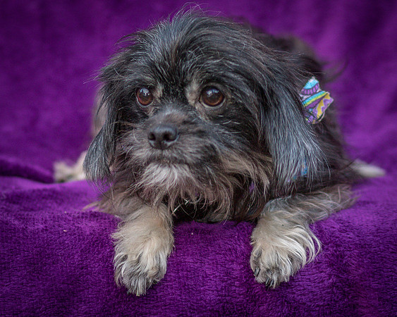 Foster Selene-2873