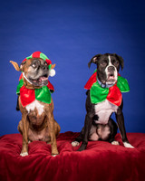 Brown-Jade and Louie-7345