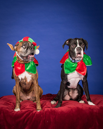 Brown-Jade and Louie-7345