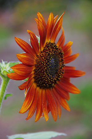 sunflowers-9286