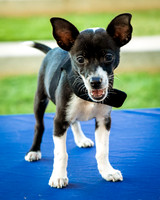 Foster Laila-9791